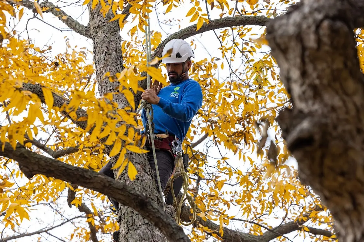 Skilled Tree Trimming crew working in Sasabe